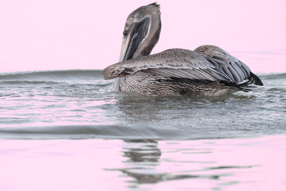 Pelican-in-Pink-1-WEB---1