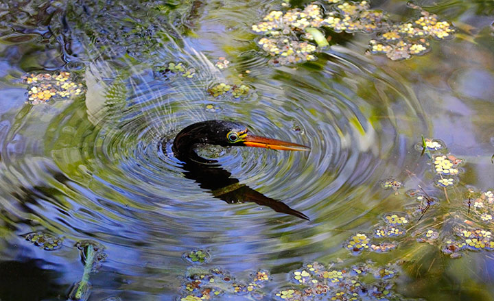 The bird in this image is an Anhinga, a freshwater bird found along the south Atlantic and Gulf coasts of the US.  Strong in flight, it is also well equipped to dive for fish.  I was leading a tour group at a nature center when we heard splashing below our feet, under the boardwalk.  Luckily, I had my camera along to capture a number of images as the bird alternately swam and walked through the shallow water in search of prey. One of the miracles of action photography is the camera's ability to freeze a moment in time when things are happening so fast that the brain simply can't process everything.  The concentric ripples were caused by his head momentarily emerging from underwater.  The blue is sky, reflected in the water. The brownish-green is mostly duckweed, floating ON the water.  The greens are mostly reflectiions of the forest canopy above us.   And if you look closely at the diagonal thin white stripes in the upper left corner, you'll see that those are the back of the bird. 