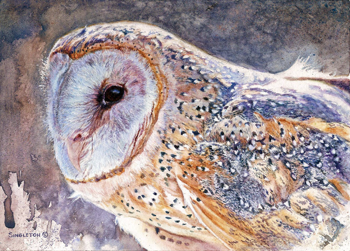 "Barn Owl" 5 x 7, watercolor